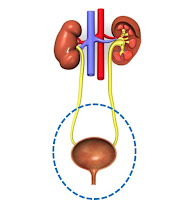 Bladder (kandung kemih) Bladder (kandung kemih)