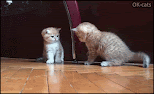 Funny Kitten GIF • Epic fight. BOOM! Right hook and Kitty takes down his sister. Cute knock down (Poor baby) Funny Kitten GIF • Epic fight. BOOM! Right hook and Kitty takes down his sister. Cute knock down (Poor baby)