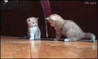 Funny Kitten GIF • Epic fight. BOOM! Right hook and Kitty takes down his sister. Cute knock down (Poor baby)