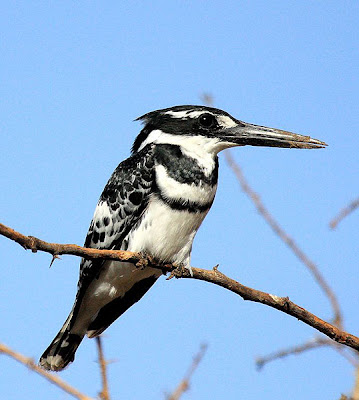 Martín pescador pío (Ceryle rudis)