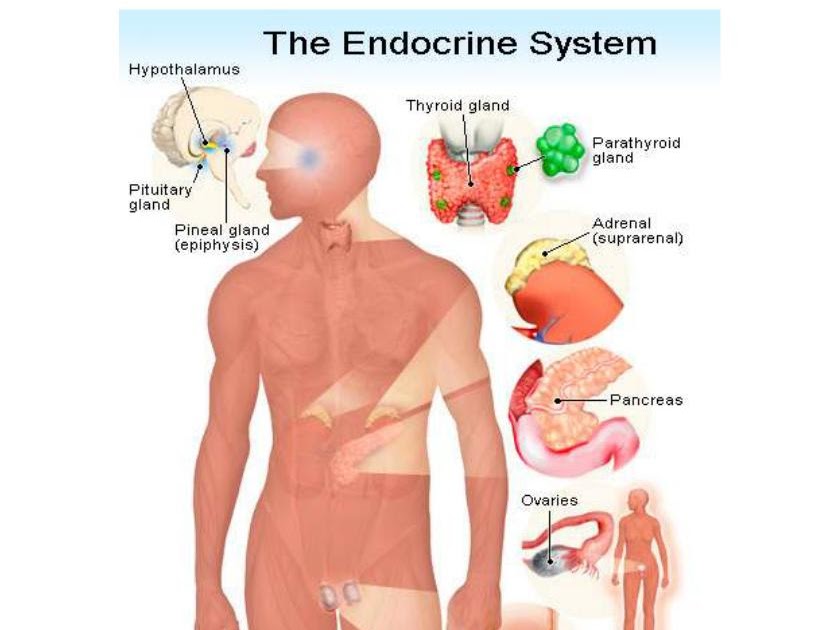 The Endocrine System And Endocrine Disrupters INFERTILITY OVER 40 the-endocrine-system-and-endocrine-disrupters-infertility-over-40