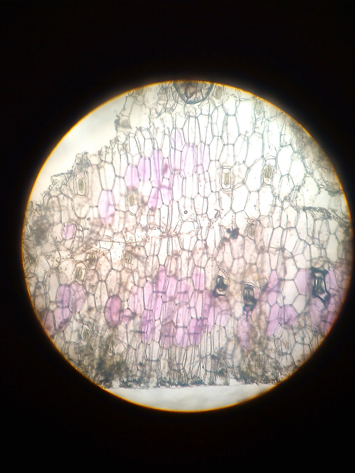 Gambar Sel Rhoeo Discolor – bonus