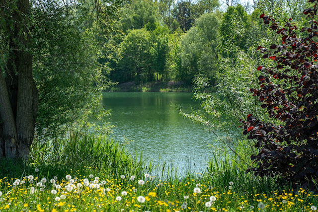 Premiumwanderweg DonAUwald  Etappe 5 von Höchstädt nach Schwenningen 04