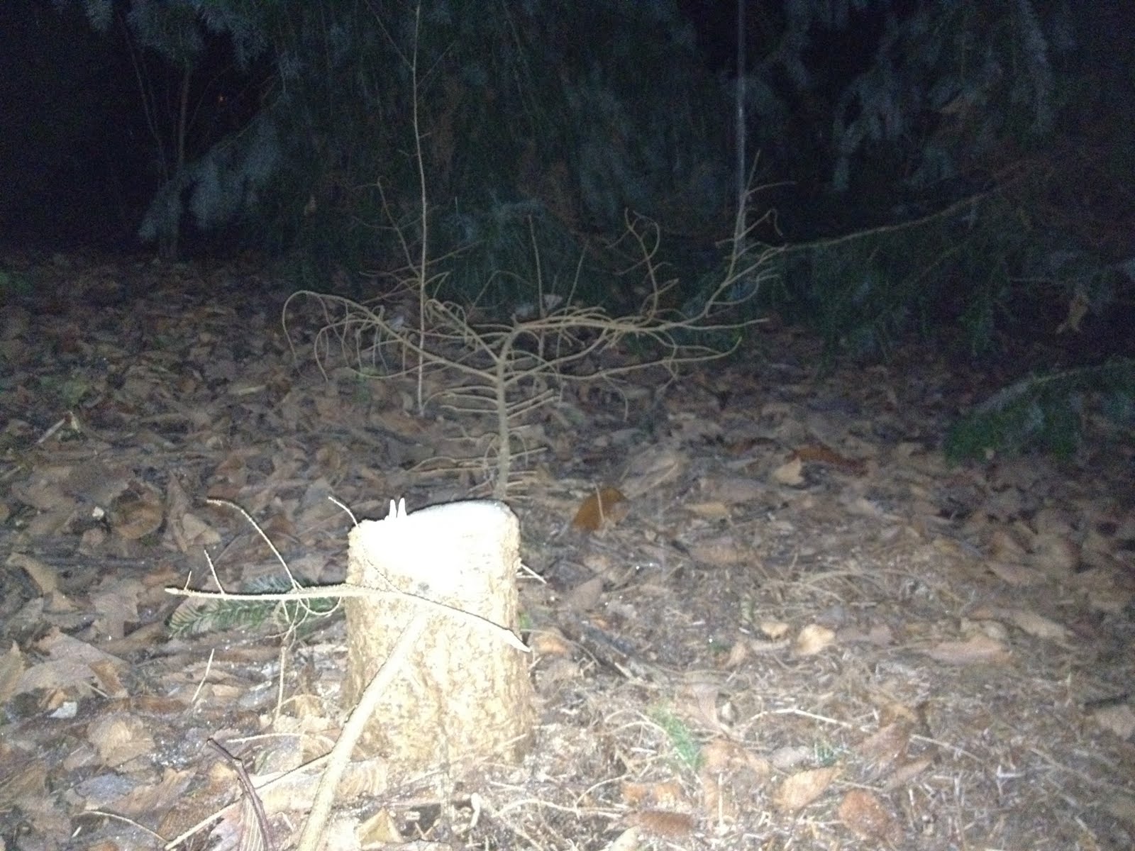 Damn Arbor Tree stolen from Arboretum