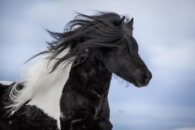 LIGA LIEPINA - FOTOGRAFANDO CAVALOS