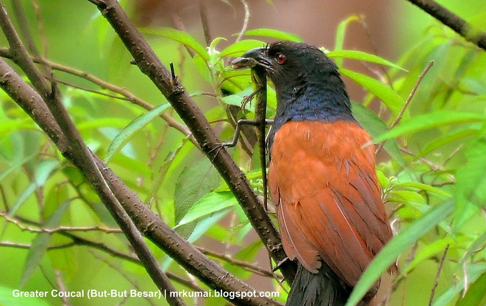 Mrkumai Blogspot Com Koleksi Burung Di Cameron Highlands Greater