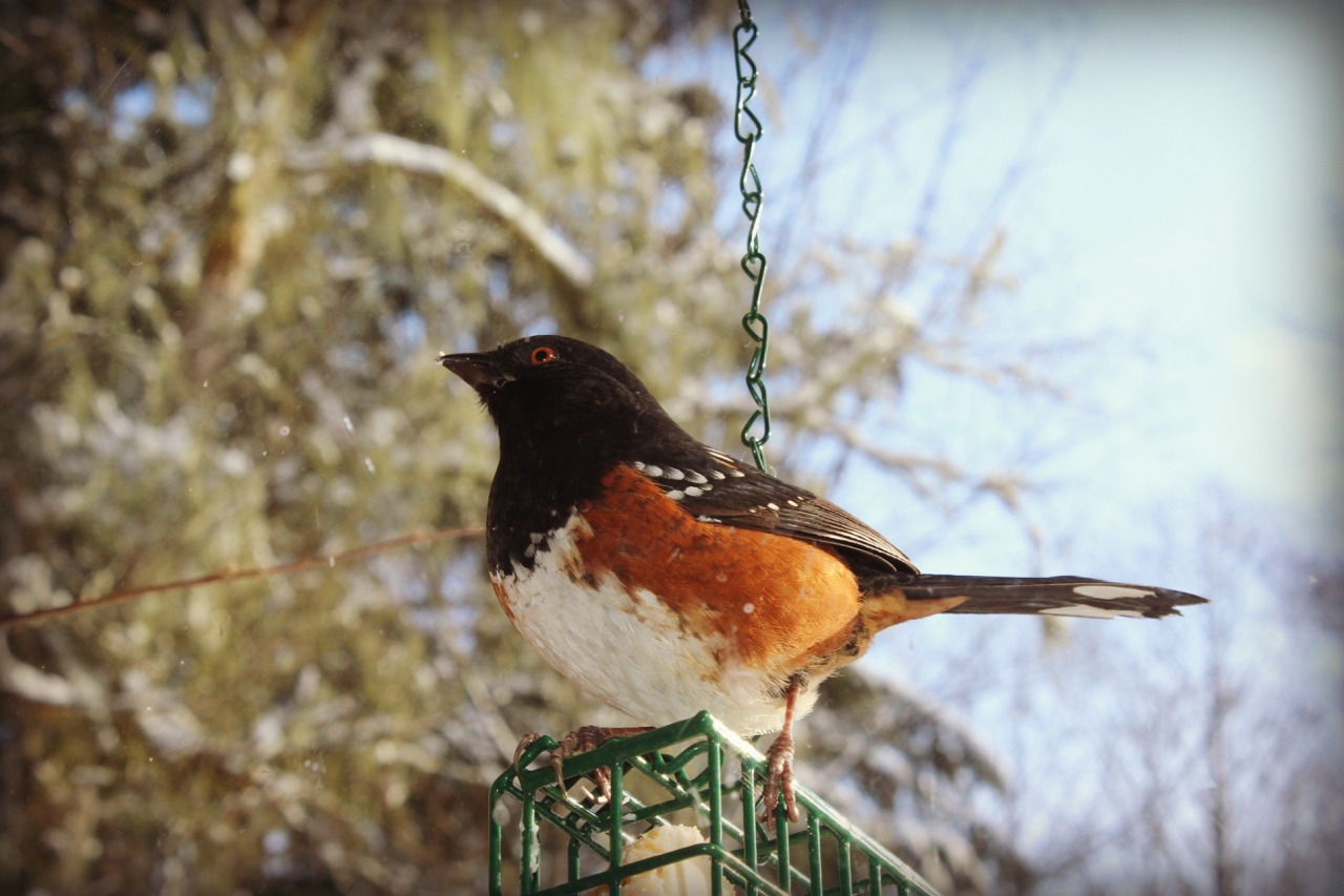 Marblemount Homestead Where did all the little collars go? Check in