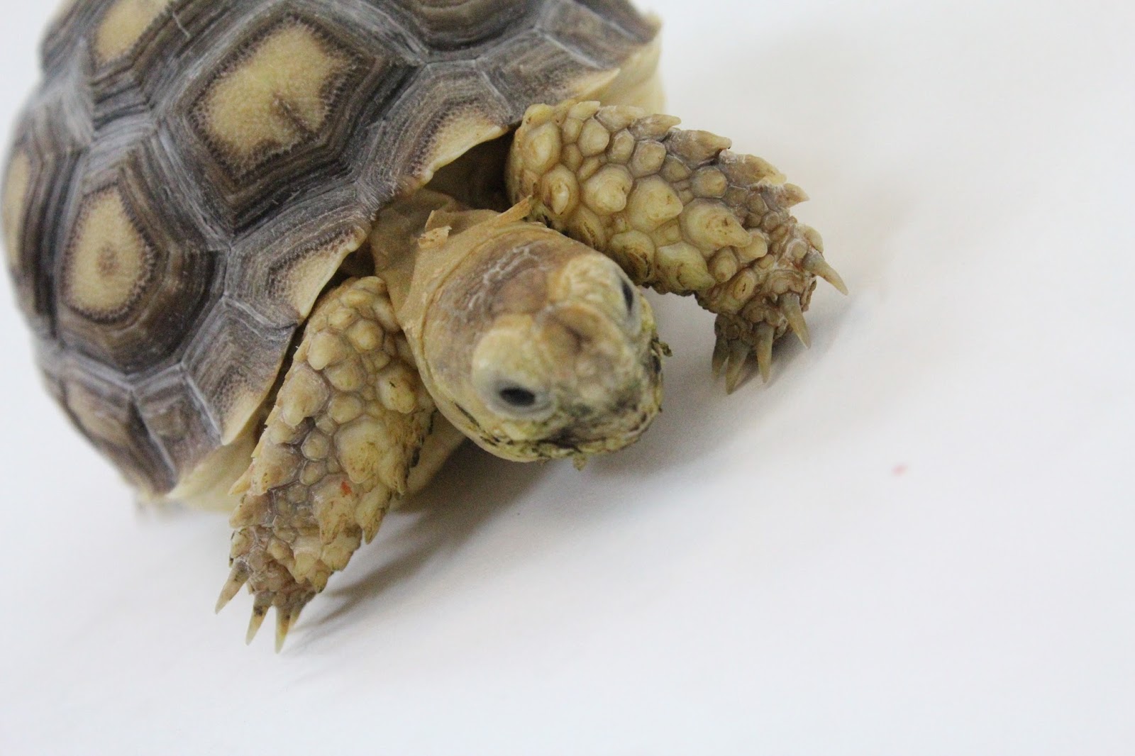 Shoot The Turtle Unblocked