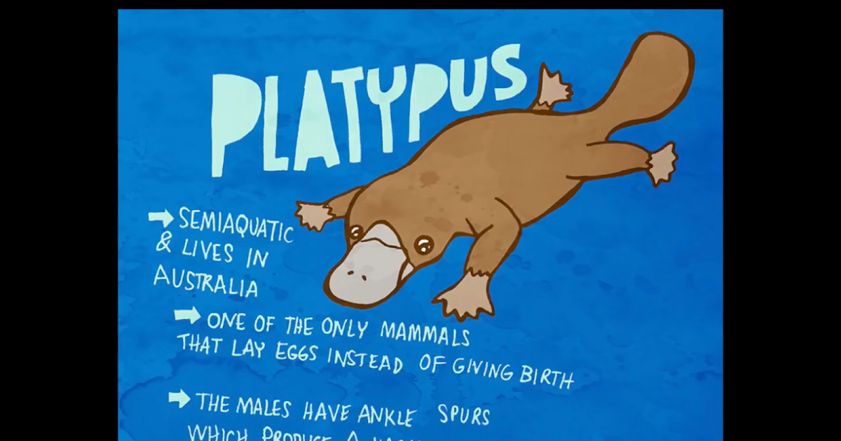 English blog The DuckBilled Platypus