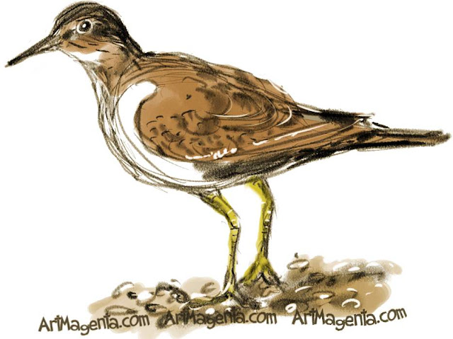 Common Sandpiper sketch painting. Bird art drawing by illustrator Artmagenta.