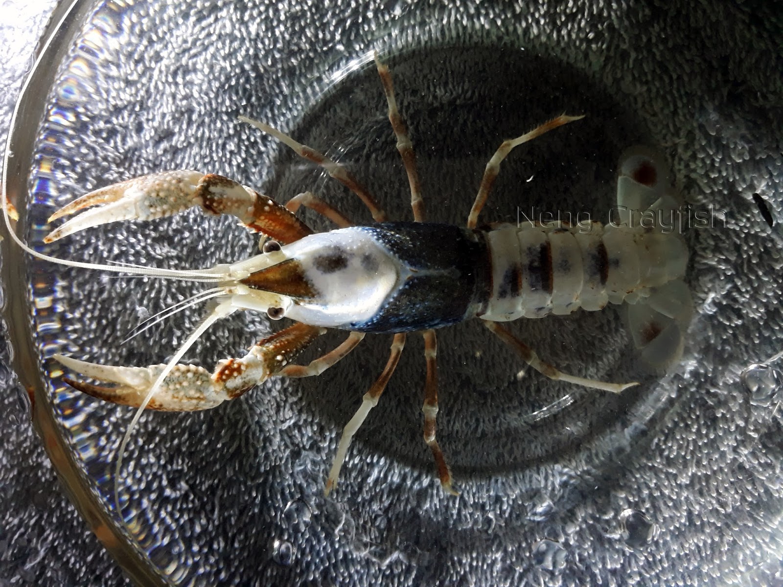 Neng Crayfish: โกสต์แม่พันธุ์ Neng Crayfish: โกสต์แม่พันธุ์
