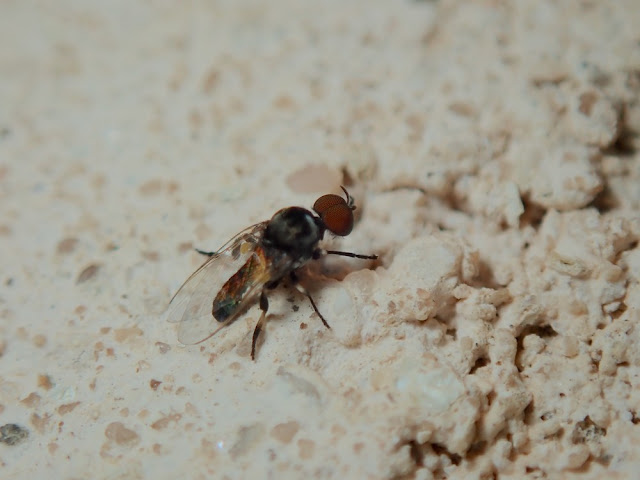 Simuliidae Simuliidae