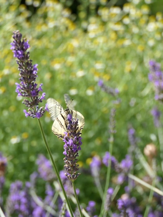 Bausituation Dresden Neustadt Palais Erna Berger Strasse