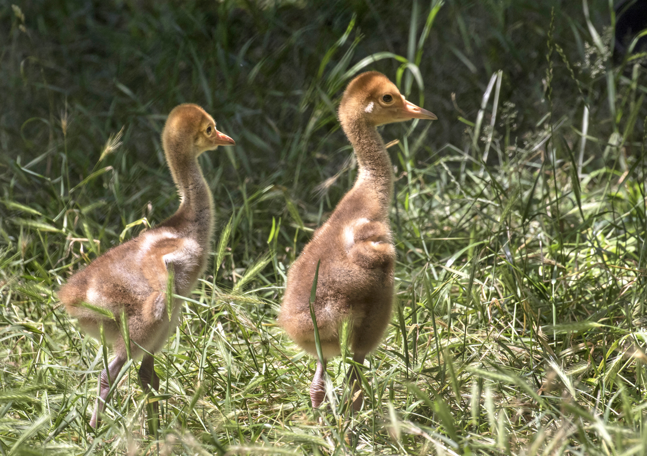 White-naped crane chicks hatch! A symbol of hope for a vulnerable species image
