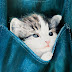Kittens in pockets - 22 Pics
