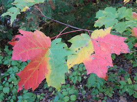 Variation in autumn maple leaf colours Lake Muskoka Thanksgiving 2012 by garden muses- a Toronto gardening blog