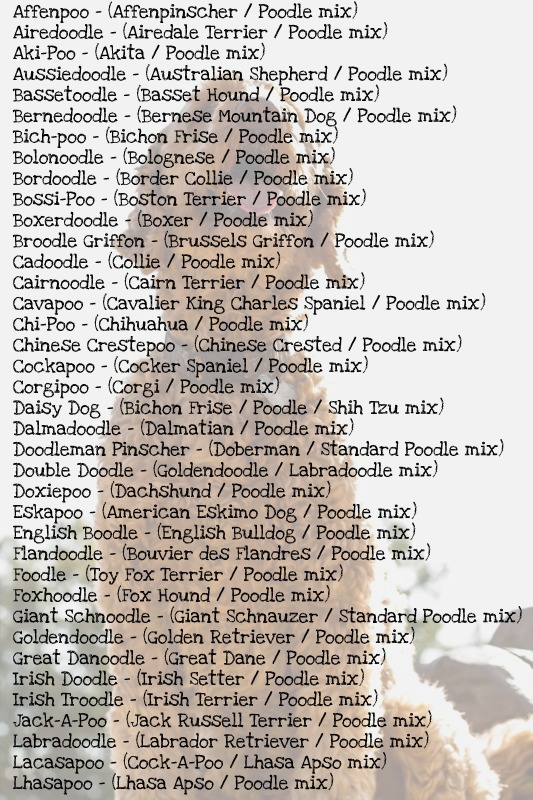 Popular 2024 poodle names