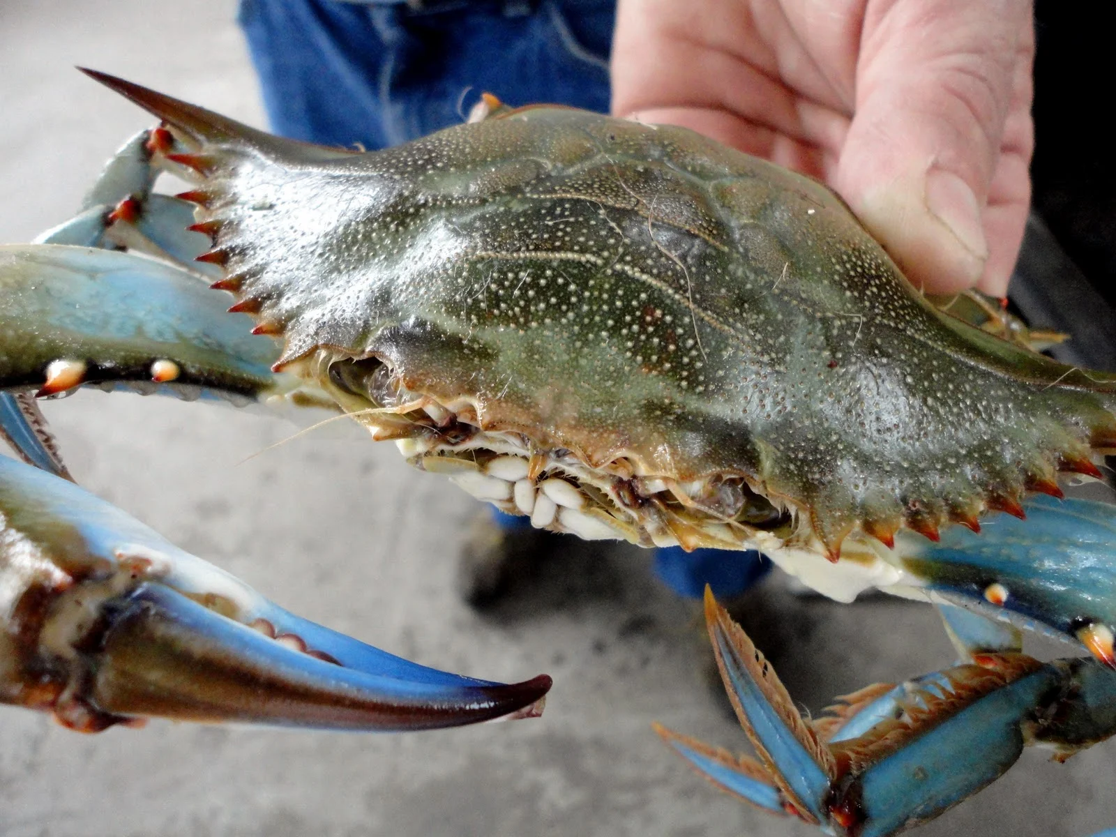 Vivid Can Blue Crabs Live In Freshwater Landscape Nature