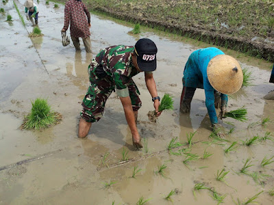 UJUNG TOMBAK TERITORIAL BABINSA DAMPINGI PETANI TANAM PADI
