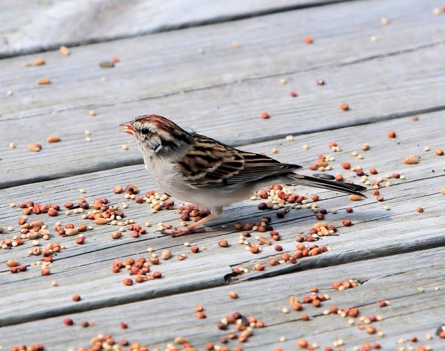 Birdfeed Shabbat
