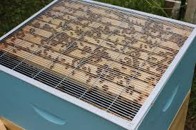 Βασιλικό Διάφραγμα και χρήσεις του στη μελισσοκομία