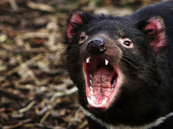 شيطان تسمانيا Sarcophilus harrisii Tasmanian-devil_736_600x450