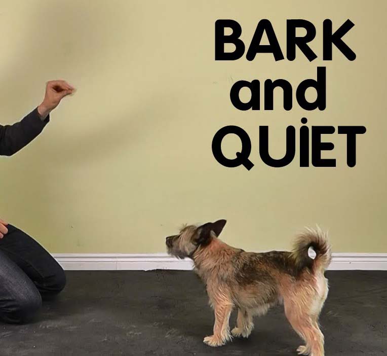 Why Do Dogs Bark at Night and How to Stop Dog Barking Excessively