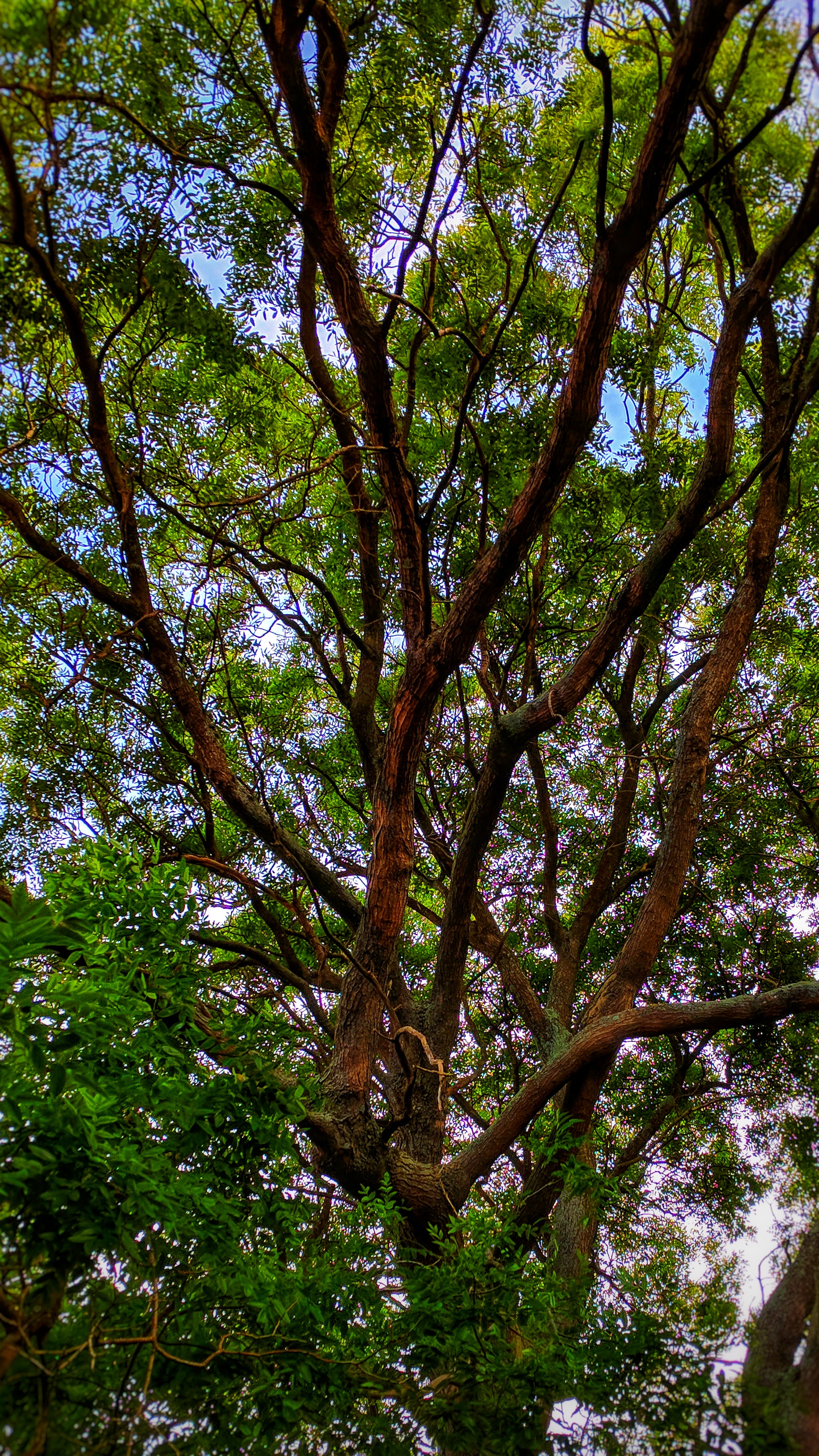 Tree in Bulls, Aotearoa New Zealand