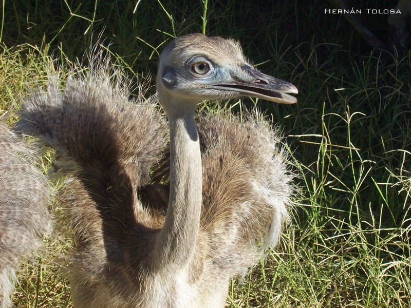Aves Bonaerenses: Ñandú (Rhea americana)