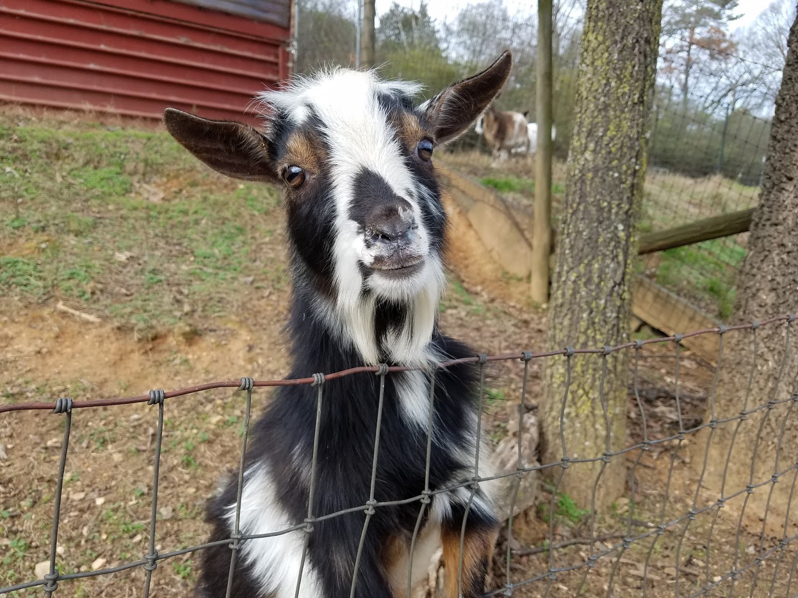 Sanctuary Farm Resident Goats