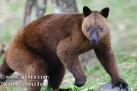 Canguro arborícola de Doria (Dendrolagus dorianus)