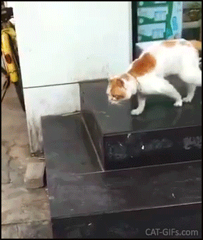 Weird Cat GIF • Cat on leash doing purrfect moonwalk Never give up Kitty, sooner or later you will be free... Weird Cat GIF • Cat on leash doing purrfect moonwalk Never give up Kitty, sooner or later you will be free...
