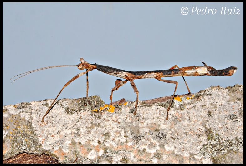 Hembra adulta (color blanco, negro y marrón) de Phenacephorus Latifemur, 9 cm de longitud Hembra adulta (color blanco, negro y marrón) de Phenacephorus Latifemur, 9 cm de longitud