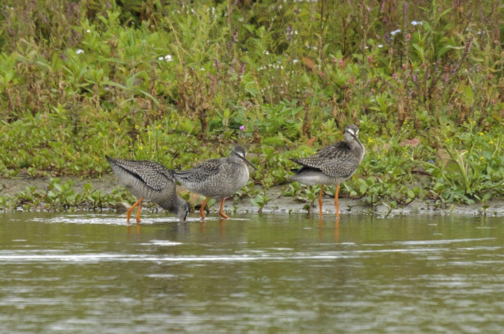 North East Birder Ramlings Local Spotted Redshanks