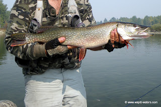 Later in September, less smoke, more pike and brown trout