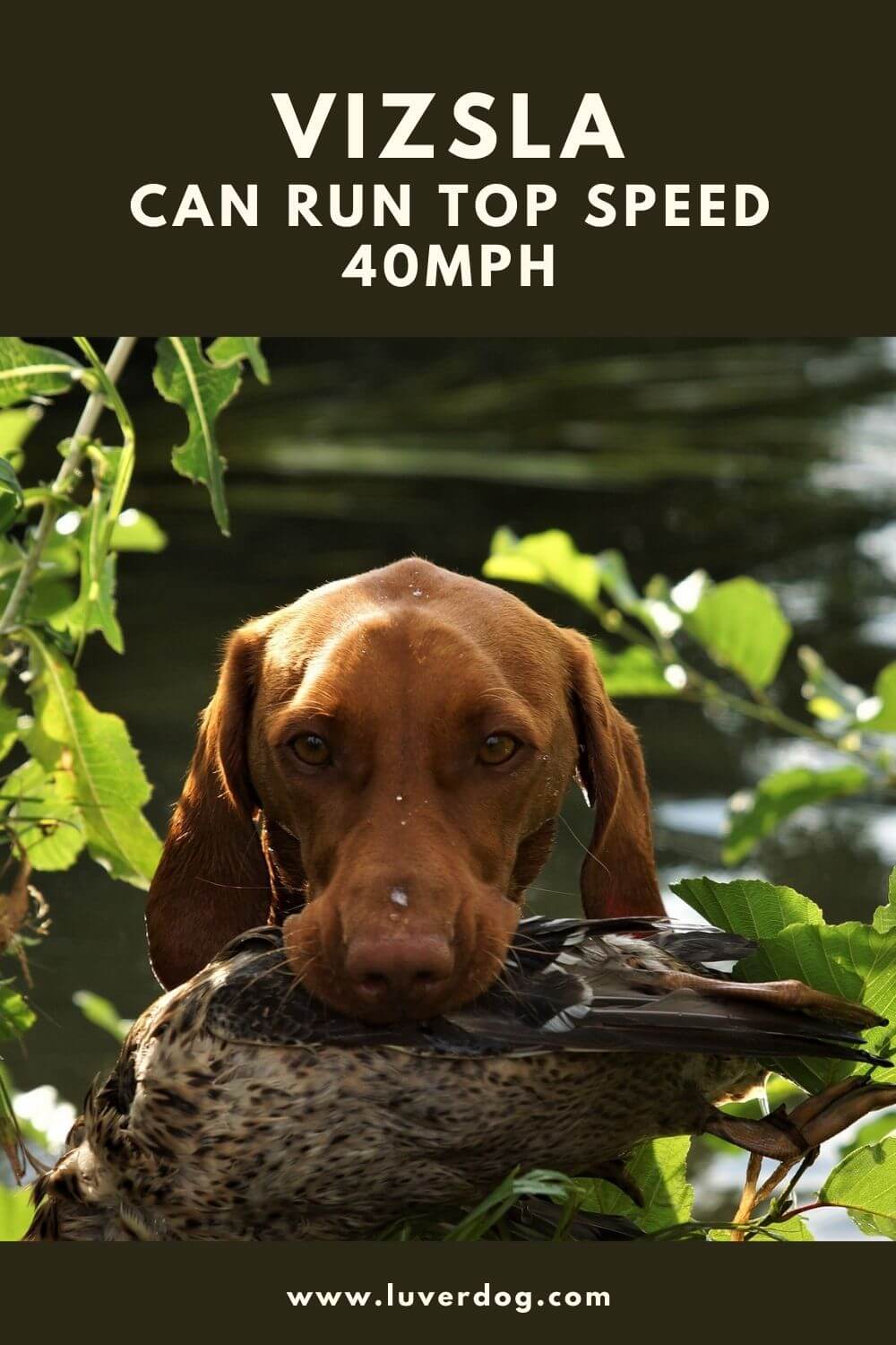 Top 10 Fastest Dogs In The World