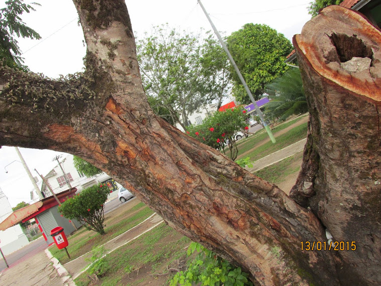 RETRATO DAS ARVORES EM MACAPÁ