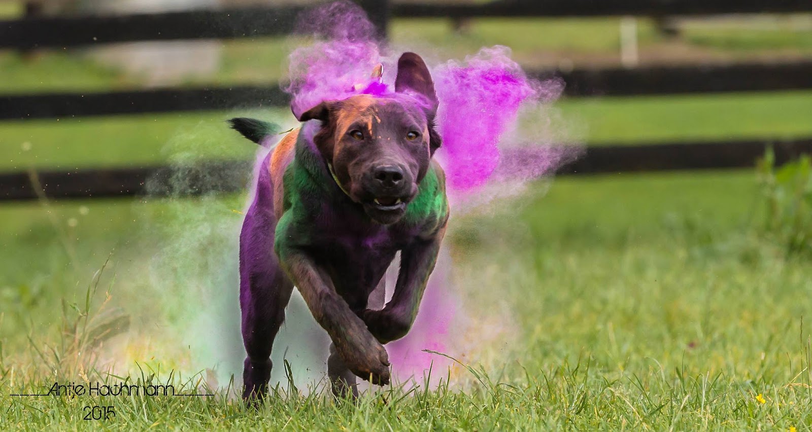 GASSIREPORT Hundeblog Am "Tag des Hundes" (mit HoliFotoshooting