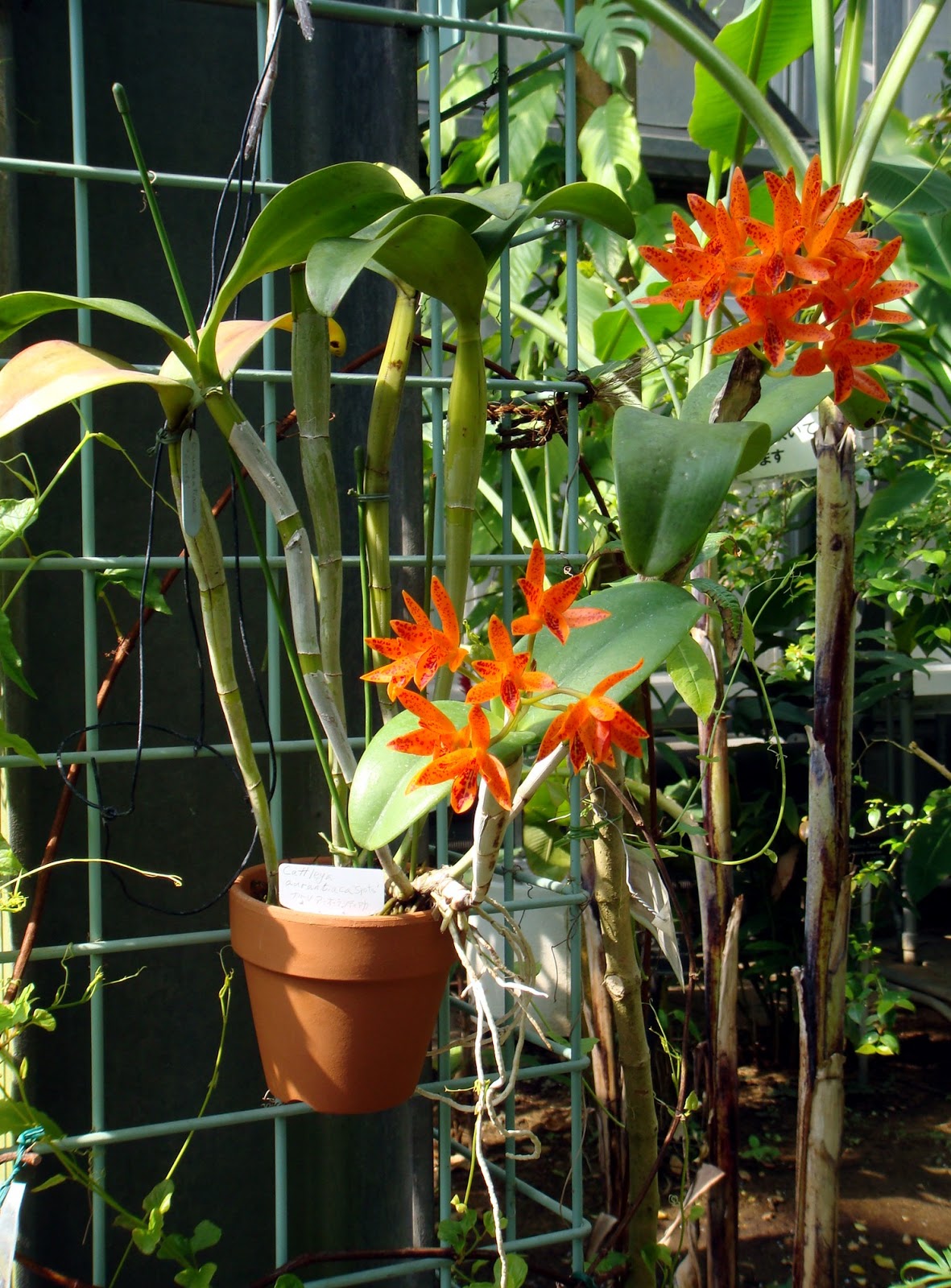 Guarianthe aurantiaca care and culture | Travaldo's blog