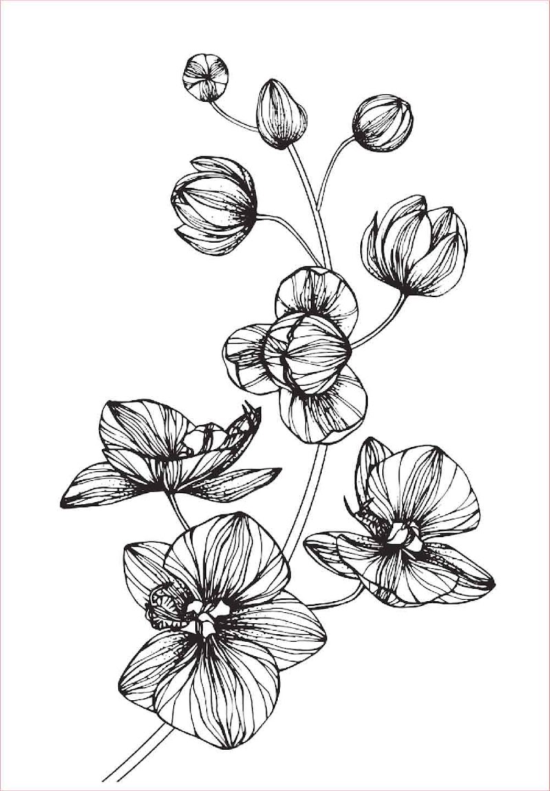 18+ Sketsa Gambar Bunga Anggrek, Paling Baru!