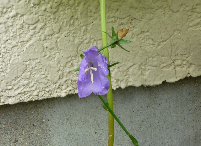 紫の花のソバナ草