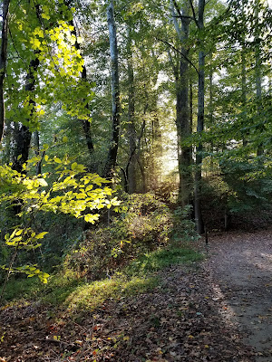 Westmoreland State Park, sunset, forest trail