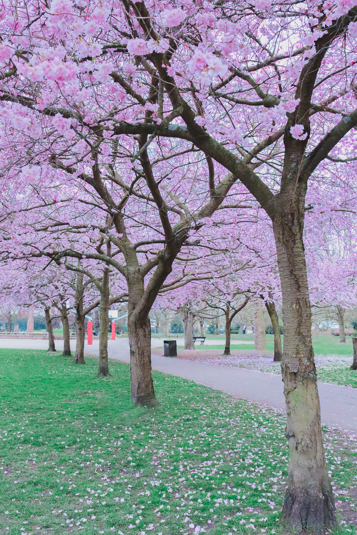 Cherry blossoms in Ravenscourt Park, Hammersmith