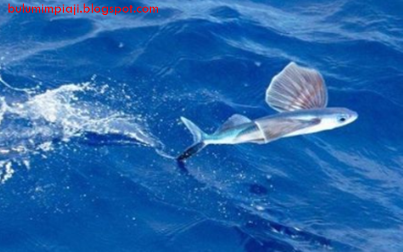 27 Arti Mimpi Tentang Ikan Terbang Menurut Primbon Jawa Dan Islam