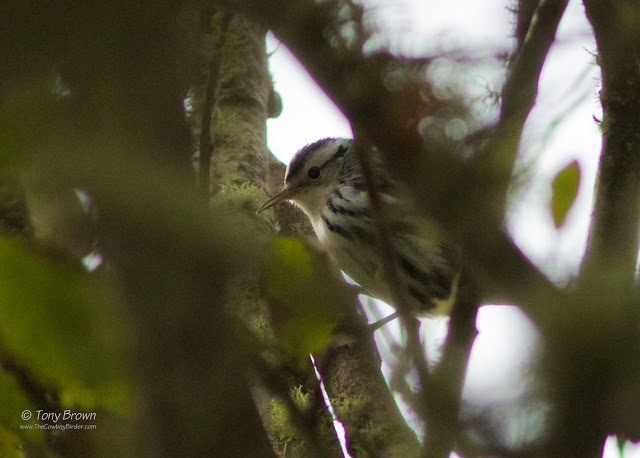 Black-and-White Warbler Tresco, Scilly, UK