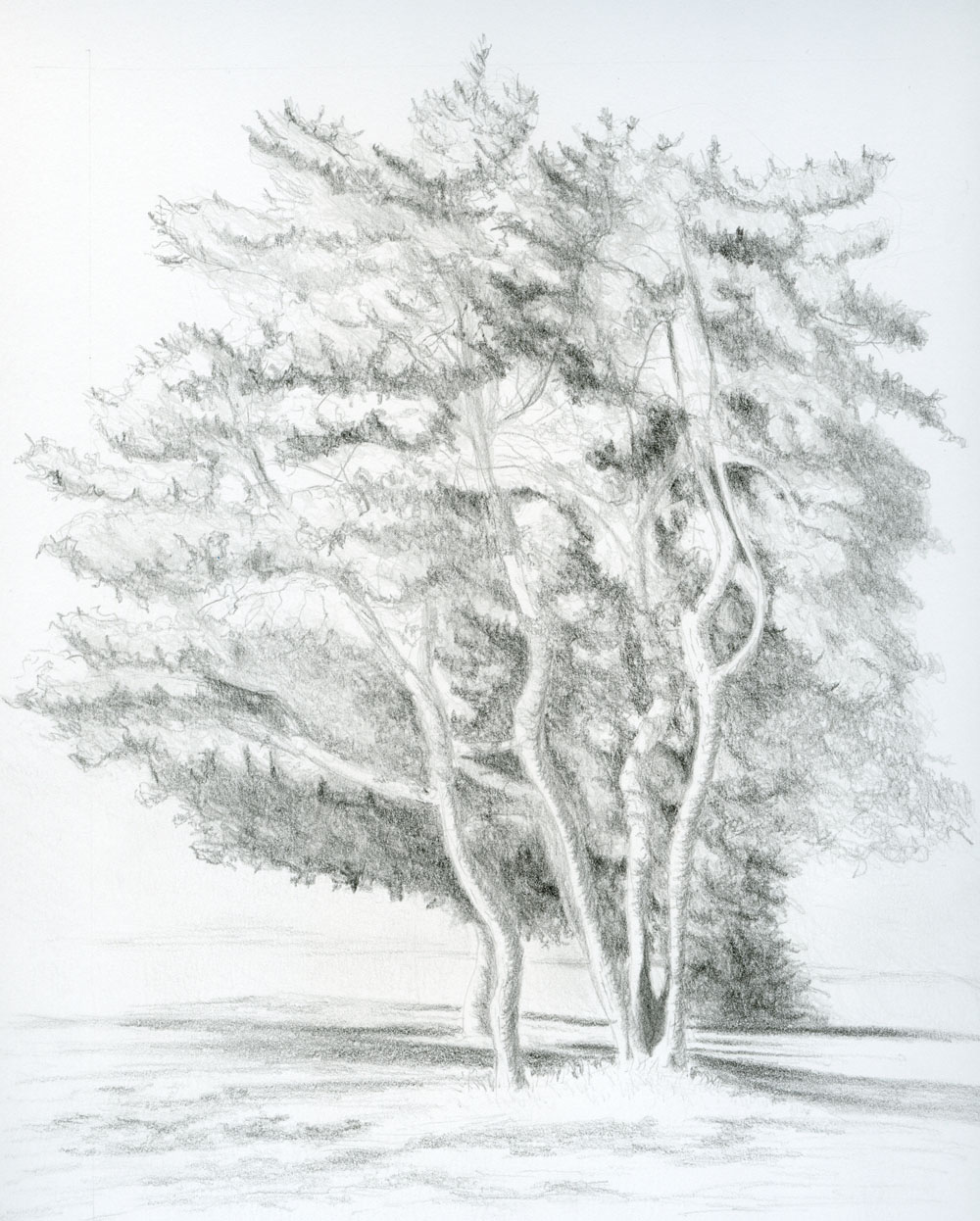 Fueled by Clouds & Coffee: Green Lake Trees