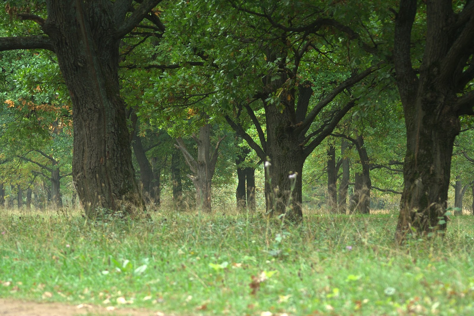 Загородный парк во владимире