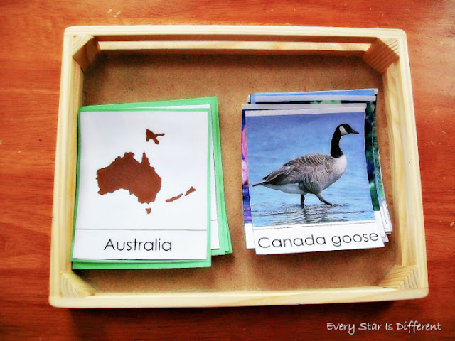 Birds & Continents Sort