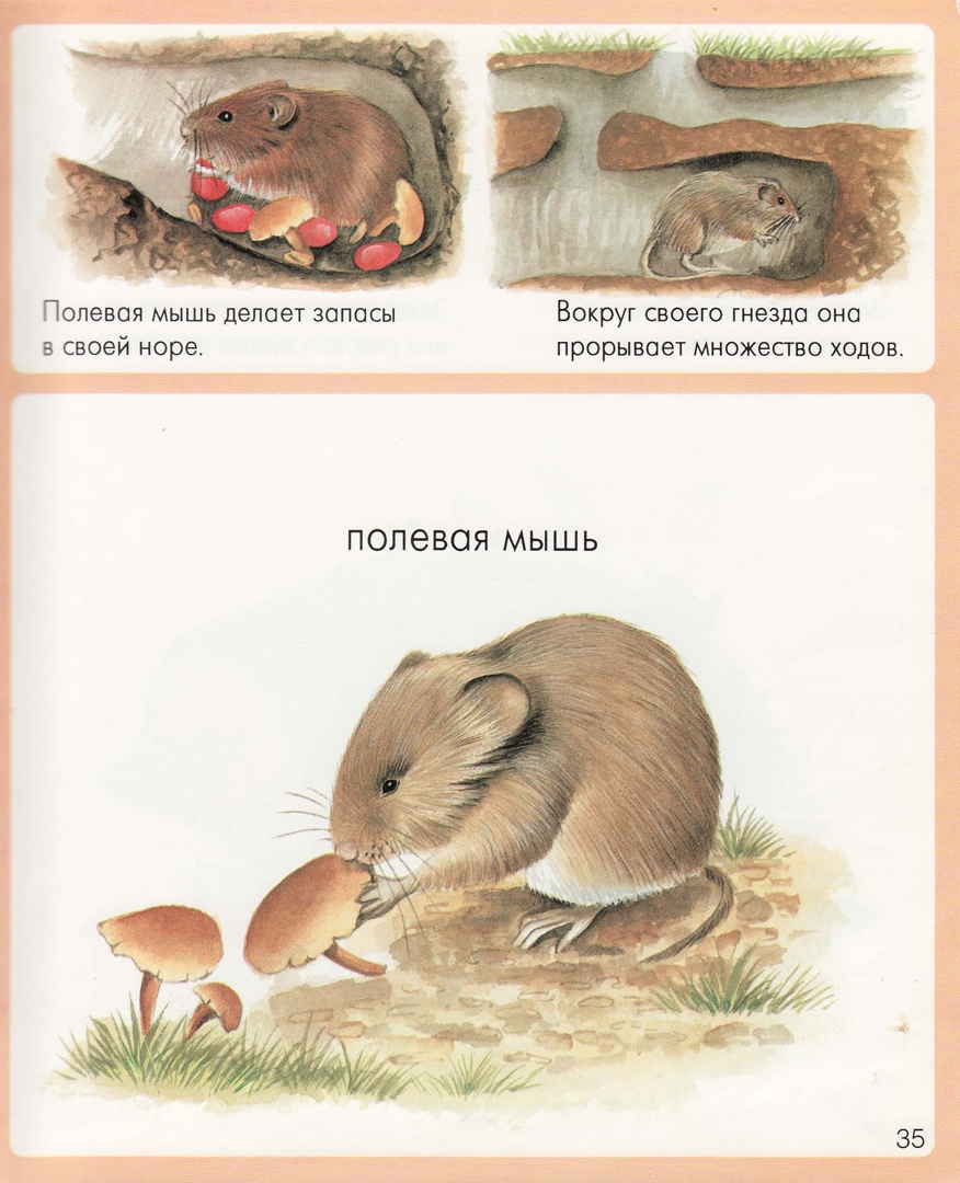 разрешите доложить докладывайте. что не умеет делать мышь. чего не умеет мышь. что не умеет делать мышь. что делают животные.