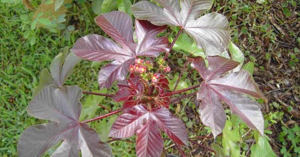 Ciri-Ciri Pohon Jarak Merah